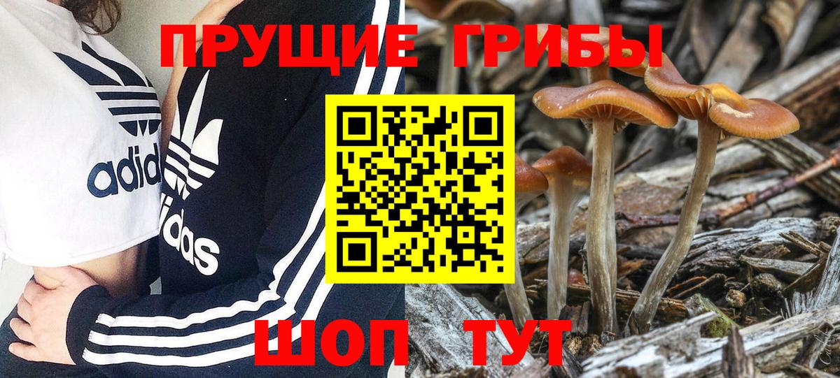 хочу наркоту  Псилоцибиновые грибы Psilocybe  Вход с VPN  Мичуринск 